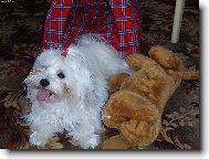 Maltese