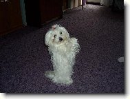 Maltese