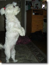 Maltese