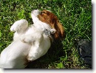 Cavalier King Charles Spaniel
