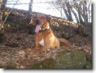 Rhodesian Ridgeback