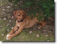 Rhodesian Ridgeback