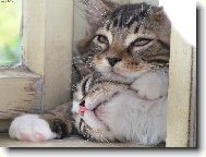 Maine Coon