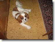 Cavalier King Charles Spaniel