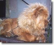 Chow Chow