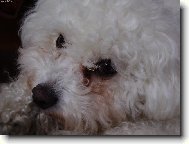 Bichon  poil fris, Bichon Frise