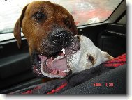 Rhodesian Ridgeback