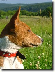 Congo Dog