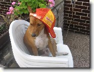 Congo Dog