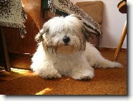 Coton de Tulear