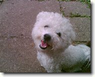 Bichon  poil fris, Bichon Frise