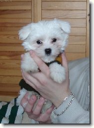 Maltese