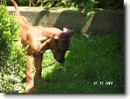 Rhodesian Ridgeback