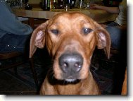 Rhodesian Ridgeback