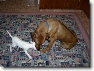 Rhodesian Ridgeback