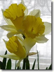 Narcissus