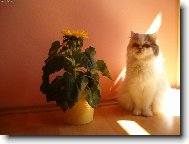 Persian cat