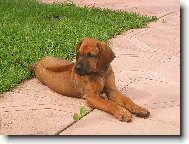 Rhodesian Ridgeback